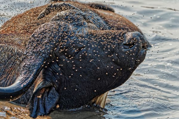 Cape buffaleo being annoyed by flies thumbnail