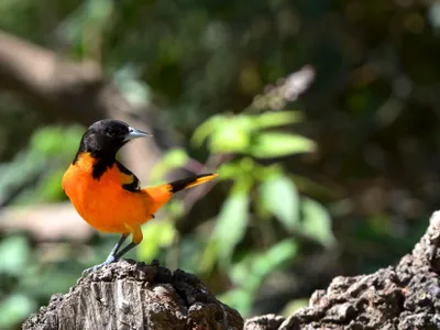 The vibrant Baltimore Oriole can be found migrating throughout large portions of eastern and central North America.