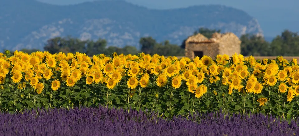  Landscape of sunflowers in Provence 