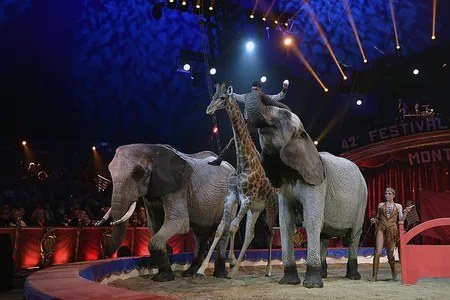 Jozsef and Merrylu Richter perform at the 42nd International Circus Festival in Monte Carlo last weekend.