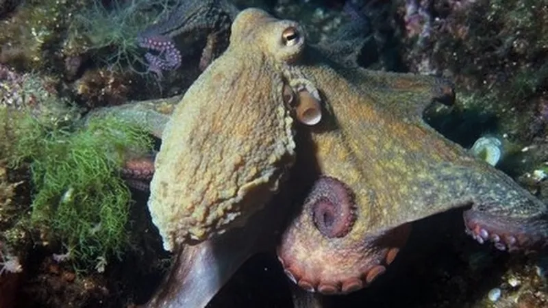 7th Class Girl And 7th Class Boy Sex Videos - Ten Curious Facts About Octopuses | Science| Smithsonian Magazine