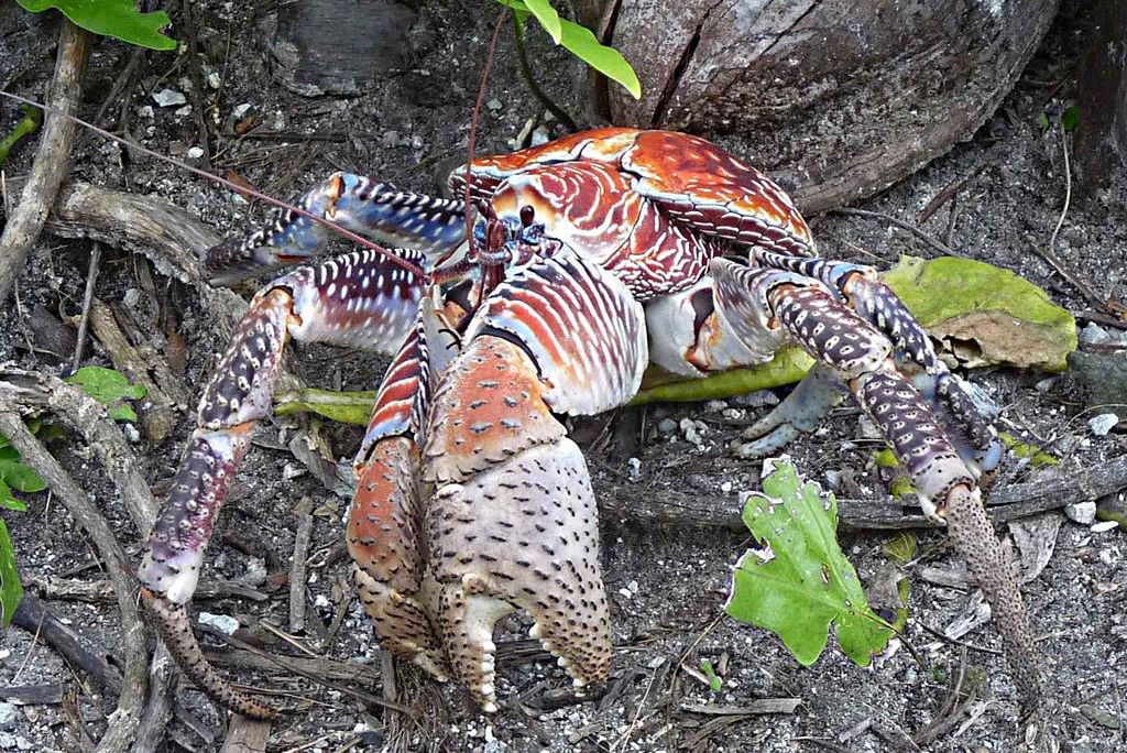 Coconut crab