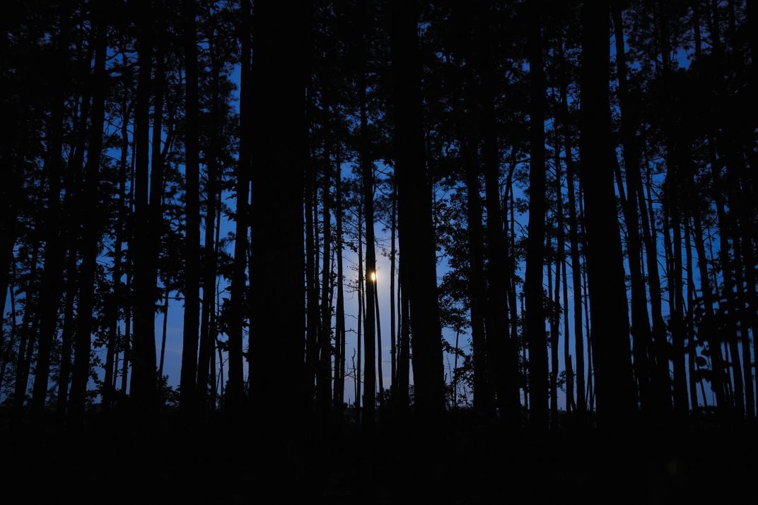 the moon shines through trees at dusk