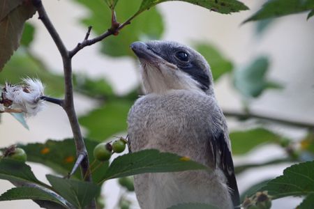 A gray and white bird perches among leafy branches