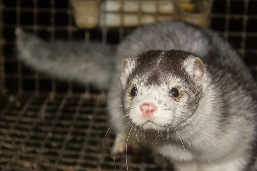 Close-up photo of a mink in a cage. The mink is on the right side of the photo and has white and gray fur; its face looks at the camera. It is in a wire cage.