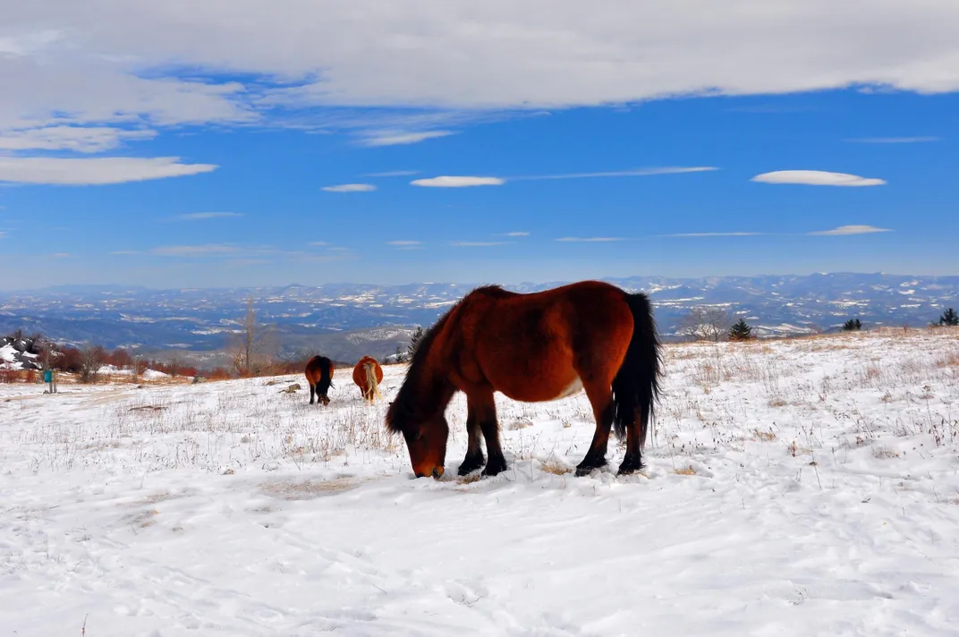 Grayson Highlands Wild Ponies in Snow