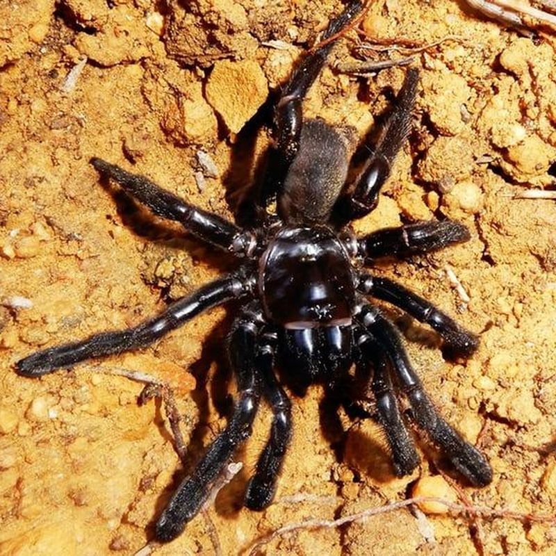 New species of trapdoor spider confirmed in Australia