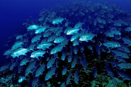 A new study of giant danios (not pictured) suggests schools of fish save 79 percent more energy in turbulent conditions than fish swimming individually.