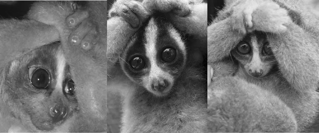 Three lorises in defensive posture. Nekaris et al. Journal of Venomous Animals and Toxins including Tropical Diseases 2013 19:21 