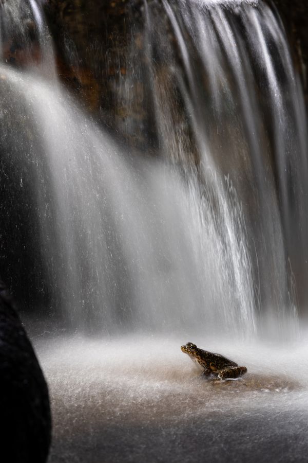 The frog under the waterfall thumbnail