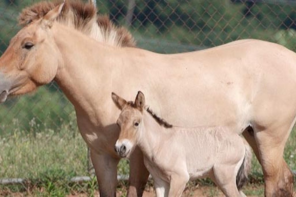 Przewalskis horse thrives at Smithsonian's Conservation and Research Center