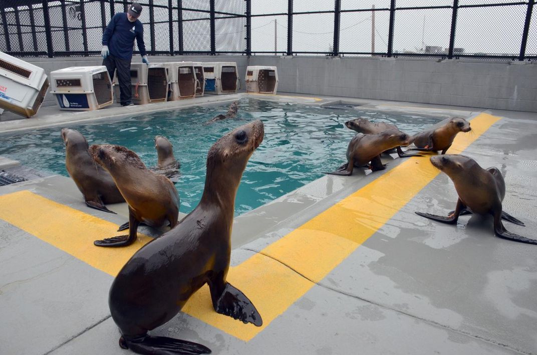 California Sea Lions Are Starving, But Do They Need Our Help?