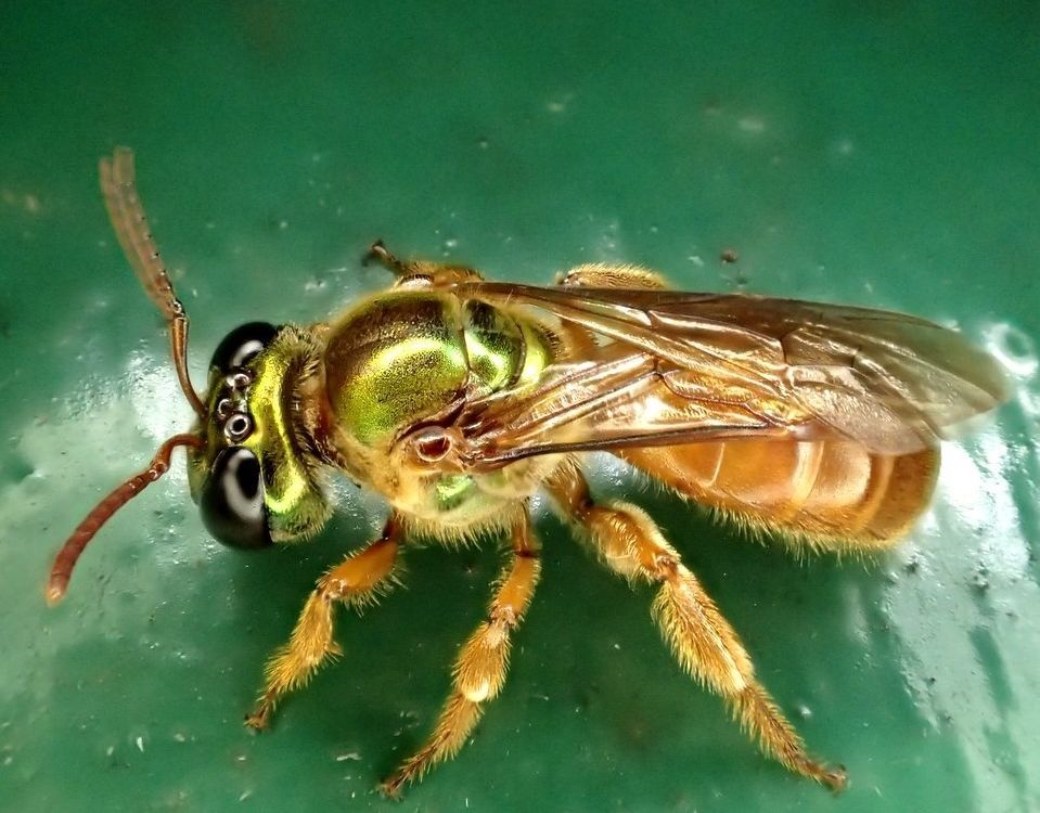 1_sweat bee 1_Carmelo Lopez.jpg