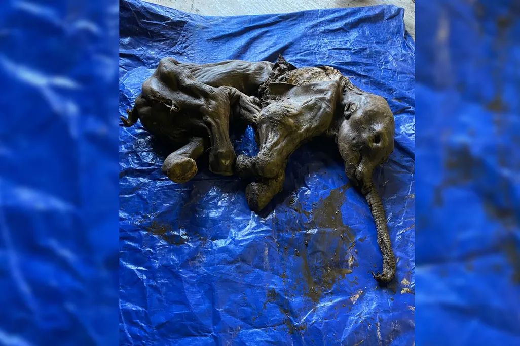 A complete baby woolly mammoth named Nun cho ga from Eureka Creek, Yukon