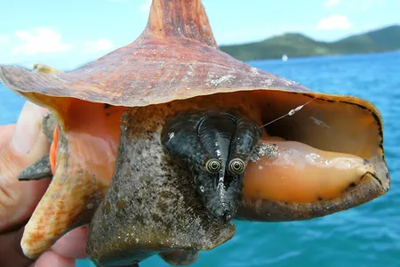 A researcher holds a juvenile queen conch. Adults can reach up to 12 inches in length.