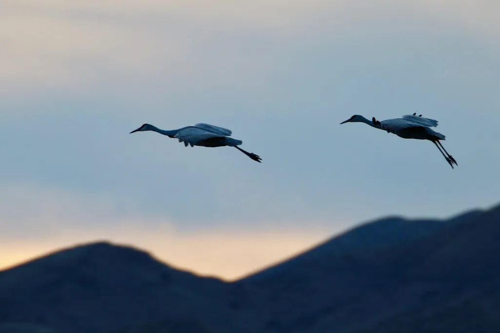 Two sandhill cranes fly by a hill range