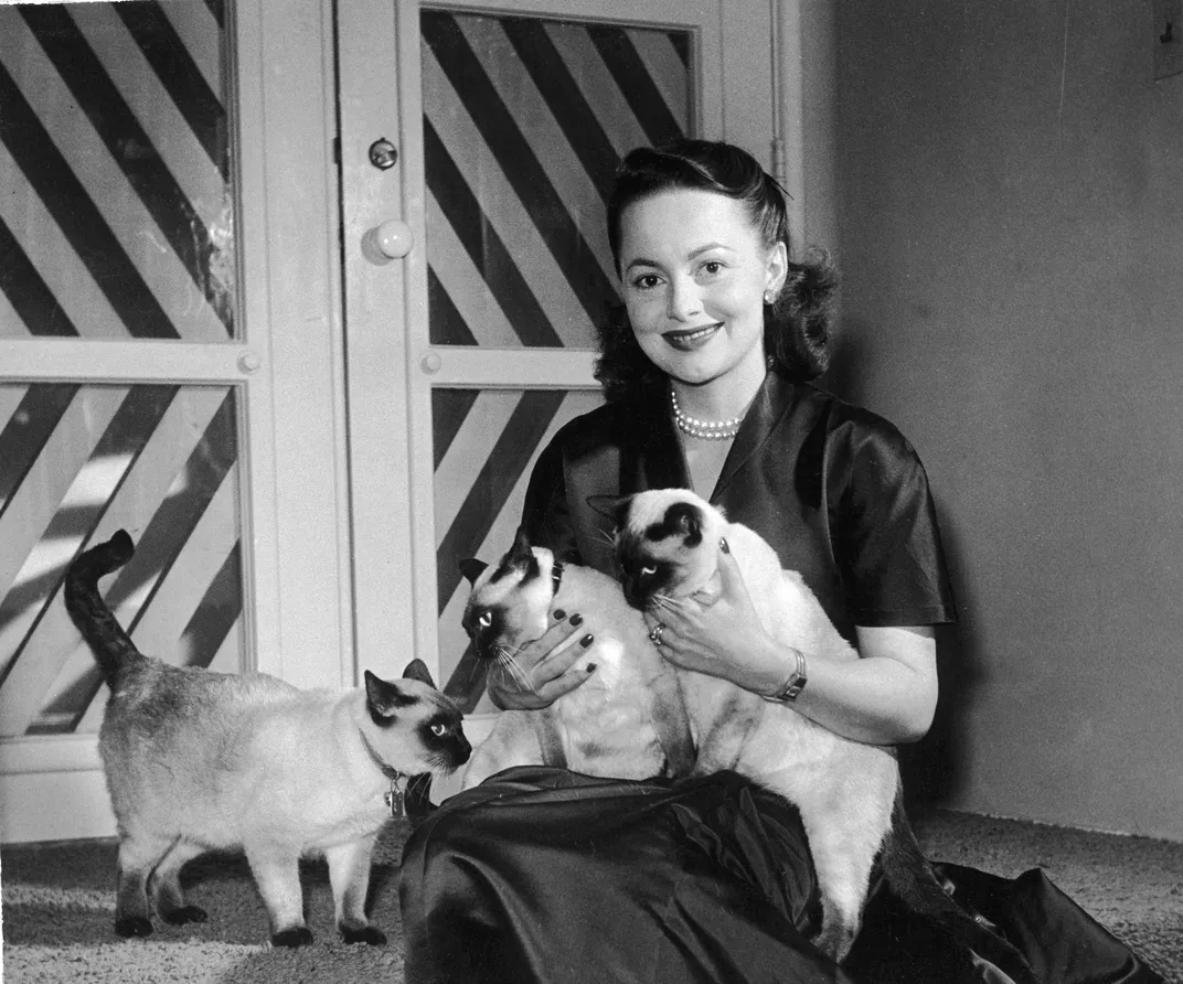 Olivia de Havilland with three Siamese cats