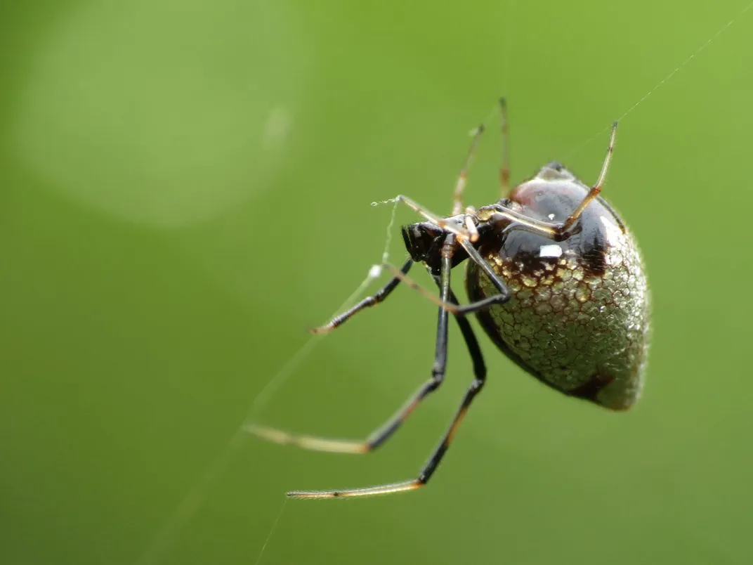 Argyrodes elevatus 