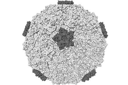 A rhinovirus
