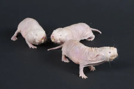 Scientists have long assumed that queen transitions in naked mole rat colonies were always chaotic and violent. But new research suggests another, more peaceful path also exists.