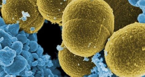 Scientists are learning that bacteria play a crucial role in our digestion of food, including our intake of fats.