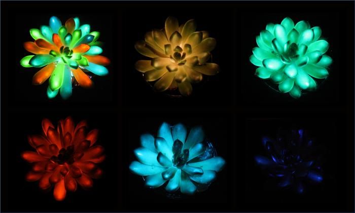 The research team's glowing succulents in blues, greens, reds and oranges.