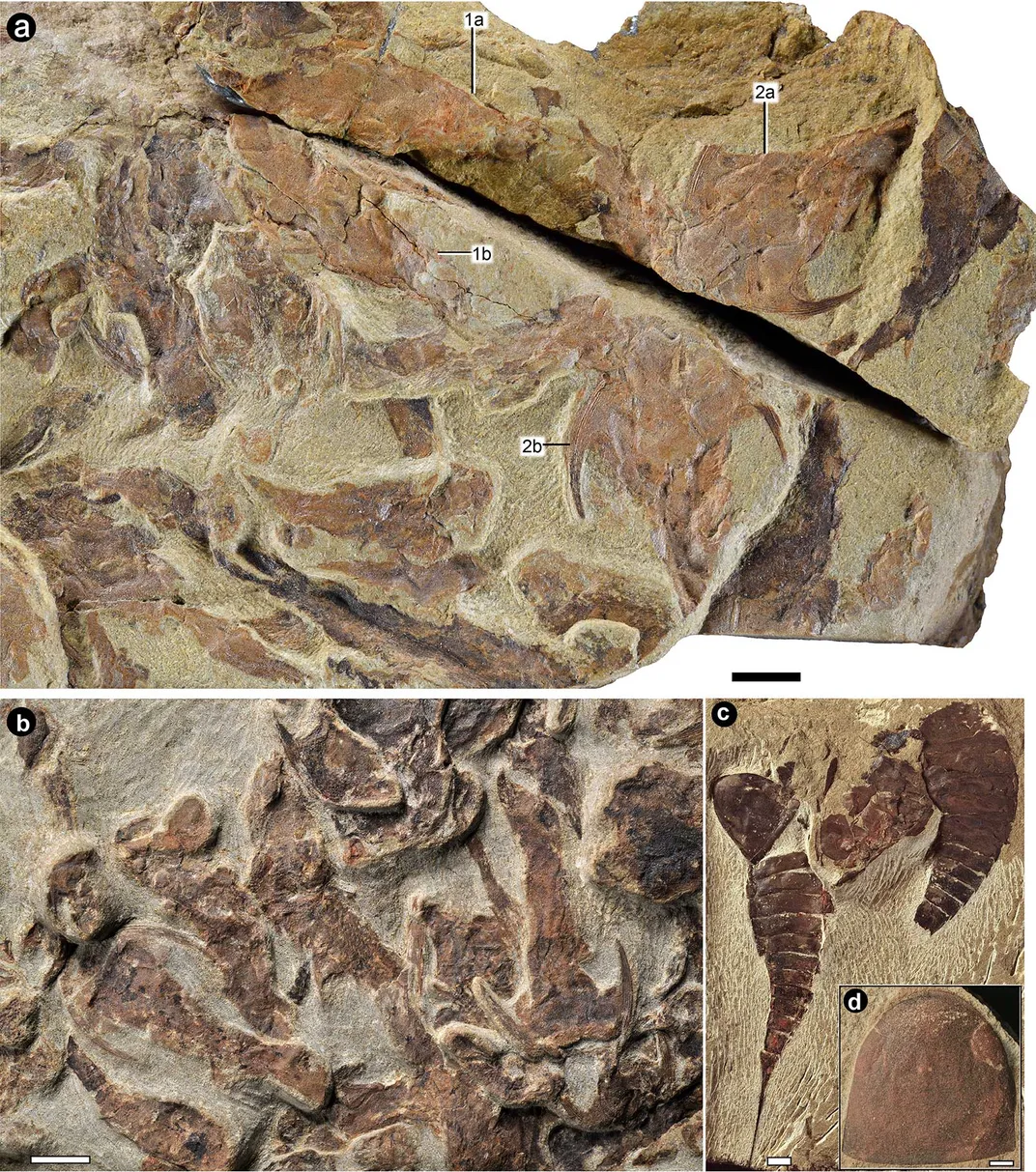Fossil Fish From Chongqing
