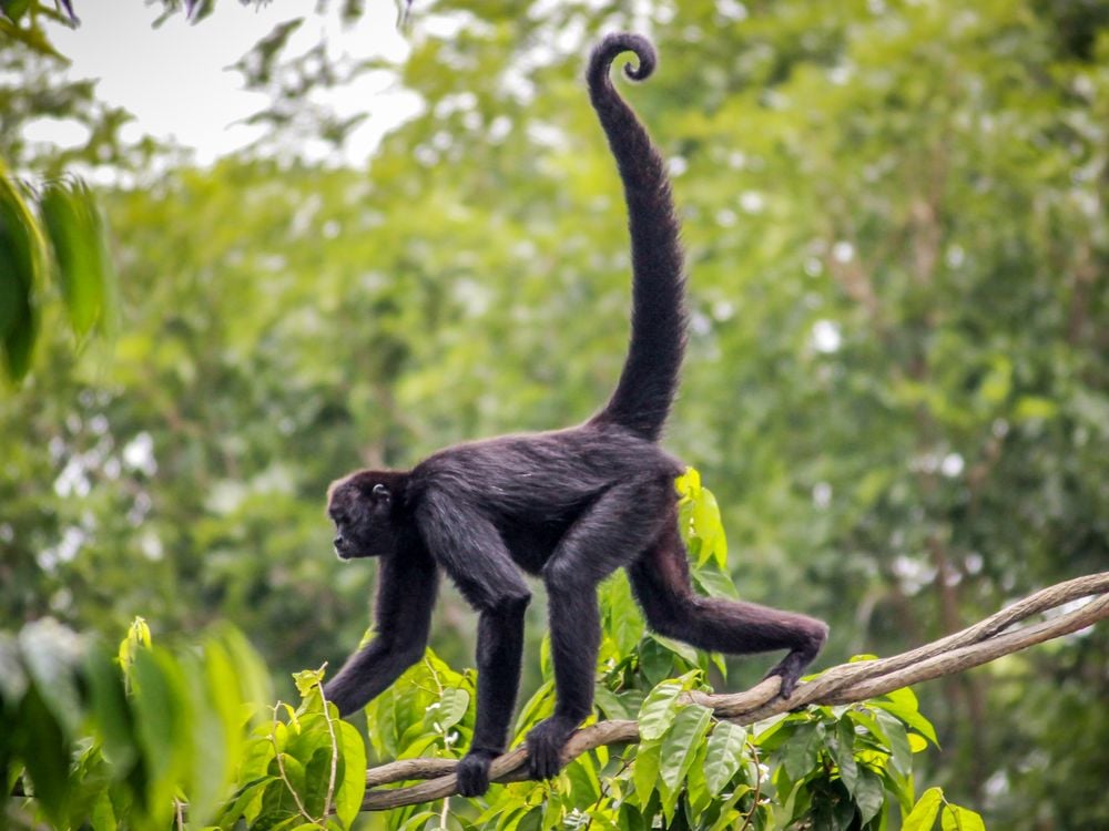 Why Don't Humans Have Tails? | Smart News| Smithsonian Magazine