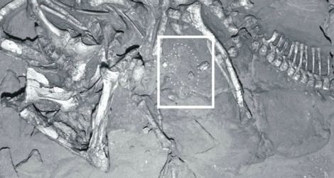 A Protoceratops skeleton