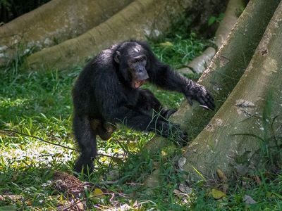 The chimpanzees only share their identity while traveling, which may help avoid confrontations.
