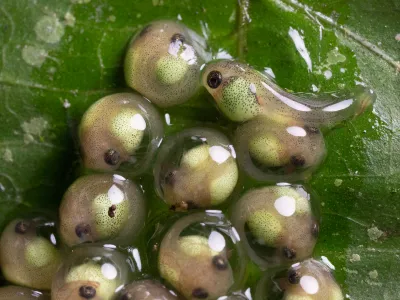 Five-day-old red-eyed treefrog embryos are tightly curled inside dehydrated eggs packed closely together. It&rsquo;s dry enough to make them begin to hatch early amid heating.