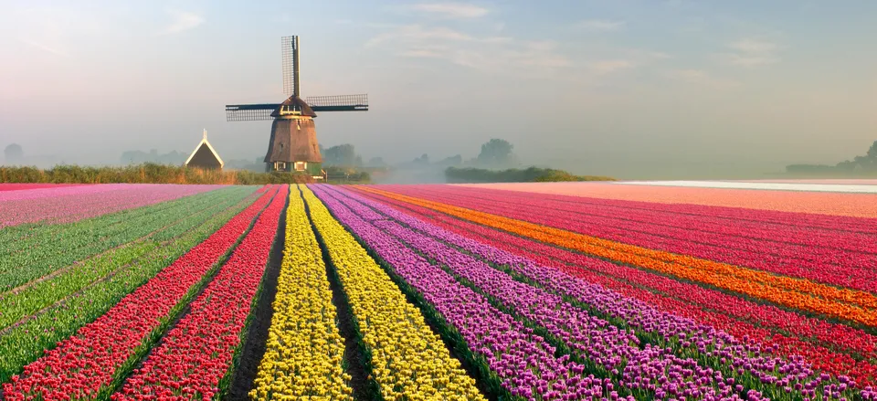  Dutch landscape of tulip fields  
