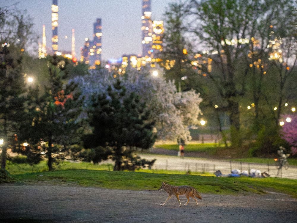 Coyote in Central Park