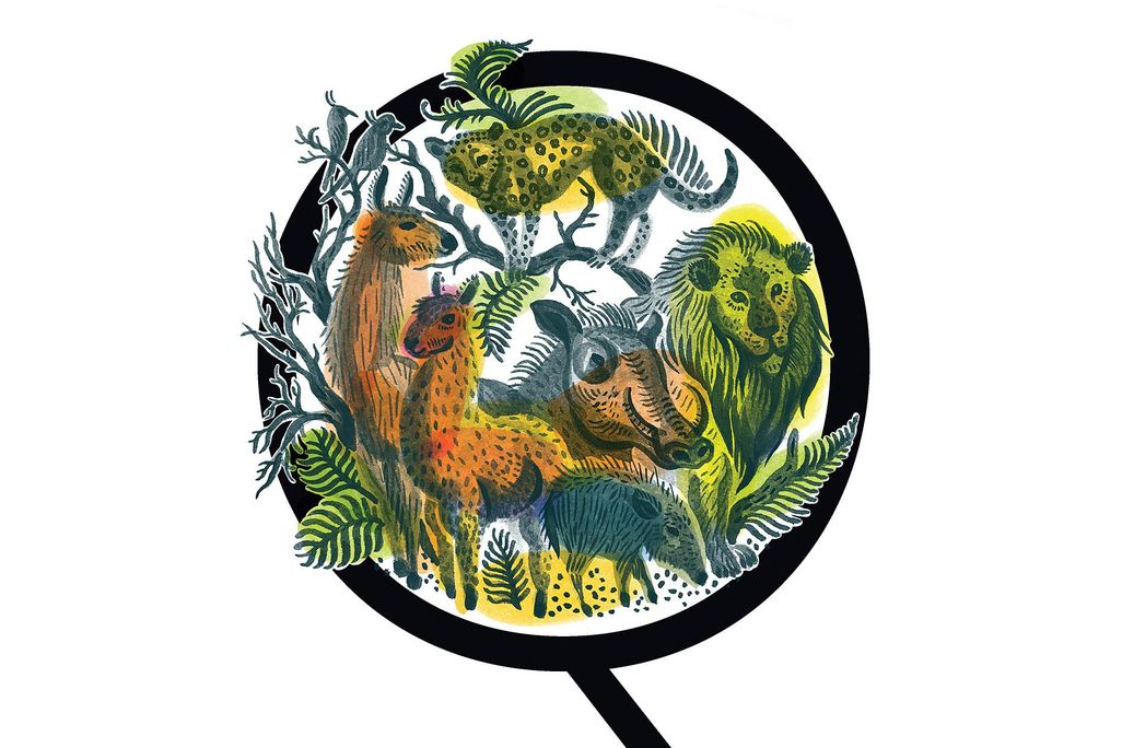 Illustration of smaller animals