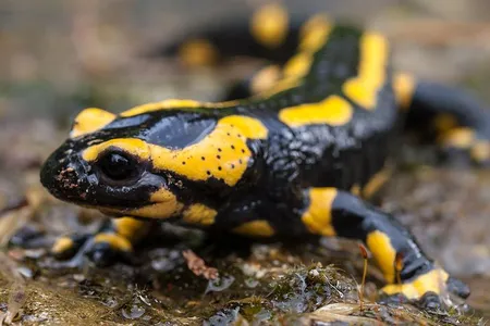 When Bsal first arrived in the Netherlands, the pathogen wiped out 96 percent of the resident population of fire salamanders in a few years.