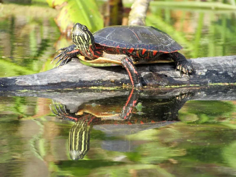 A painted turtle basking in the sun at Chain O' Lakes State Park in ...