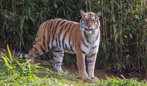 Tigers are the largest cat species in the world. Amur tigers (sometimes called Siberian tigers) are the biggest tigers, with males weighing up to 660 pounds and measuring up to 10 feet long from nose to tip of the tail.