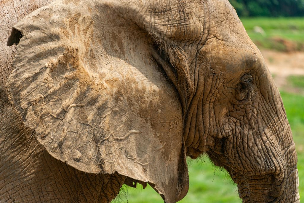 Close-up view of an elephant's ear