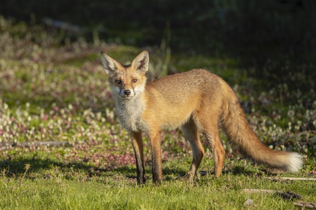 A feral fox in Australia