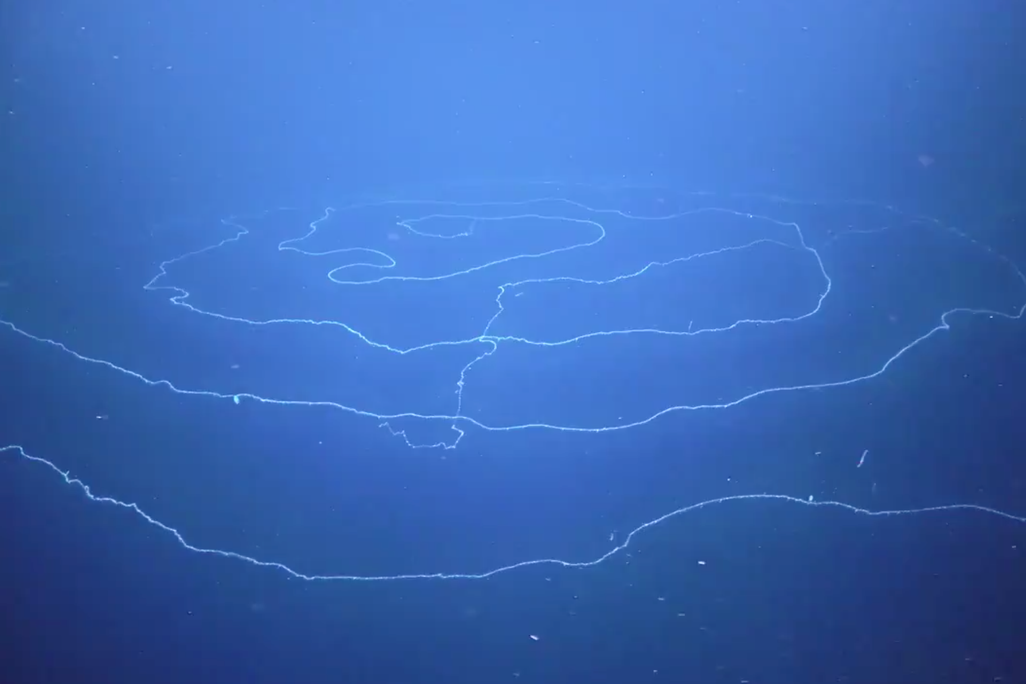 Spiral-shaped siphonophore