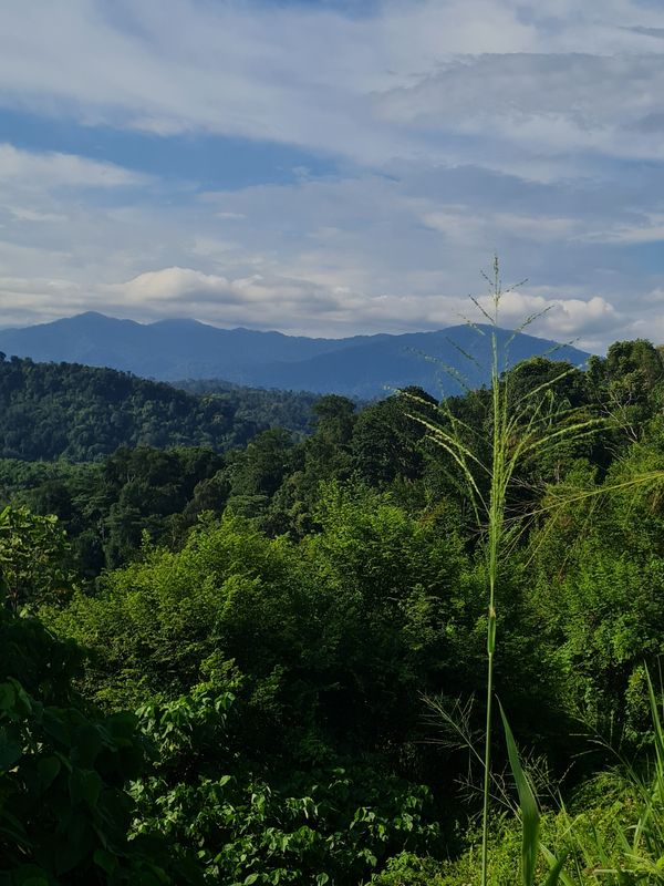 Scenic view of the forest and mountains. thumbnail