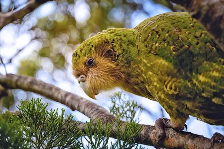 A critically endangered kākāpō rests in a tree.