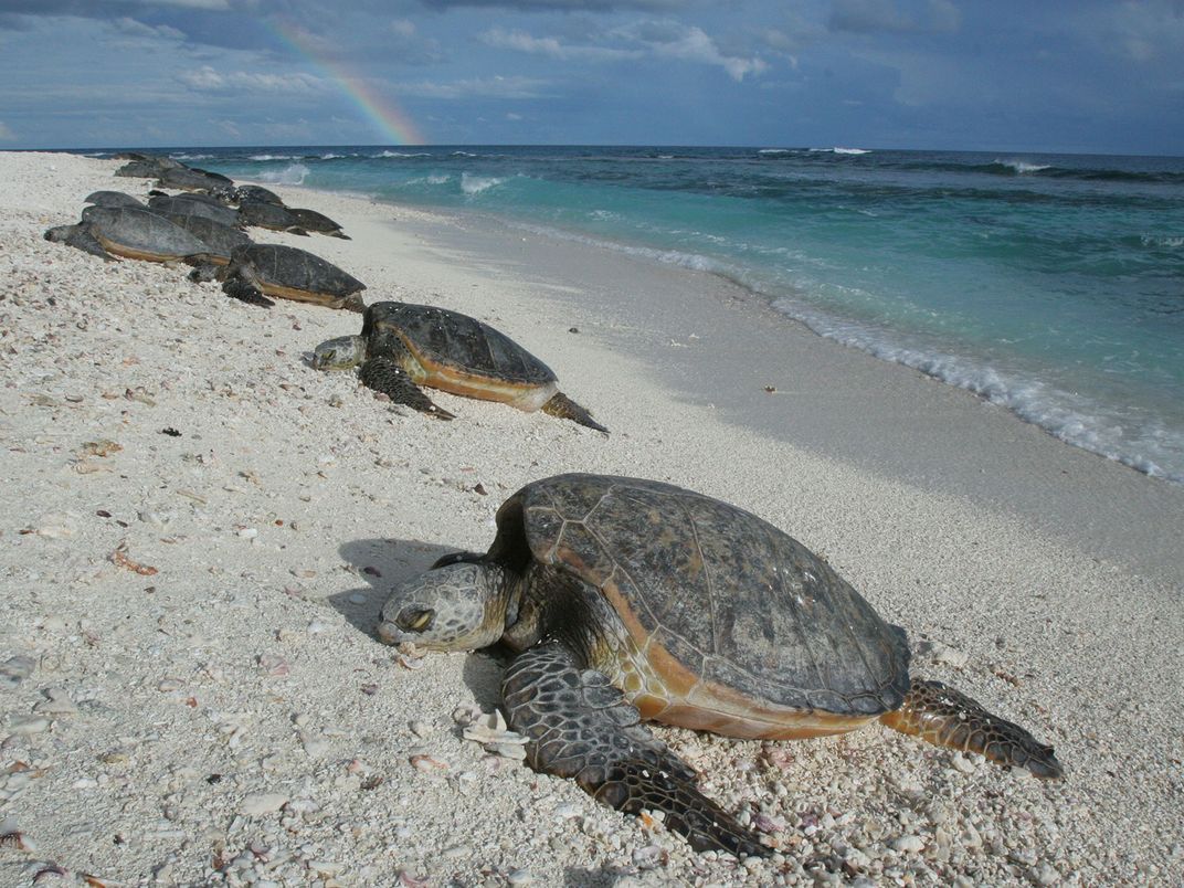 Hawaiian Green Sea Turtles on East Island