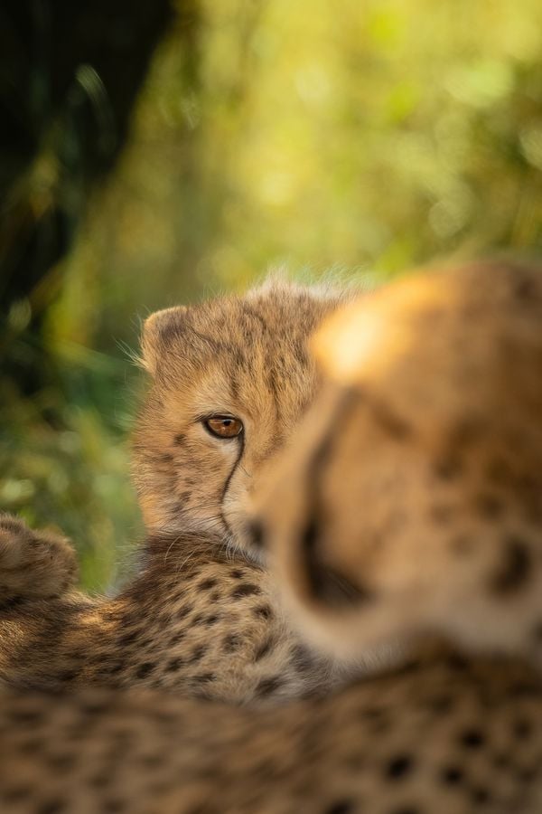 The young cheetah thumbnail
