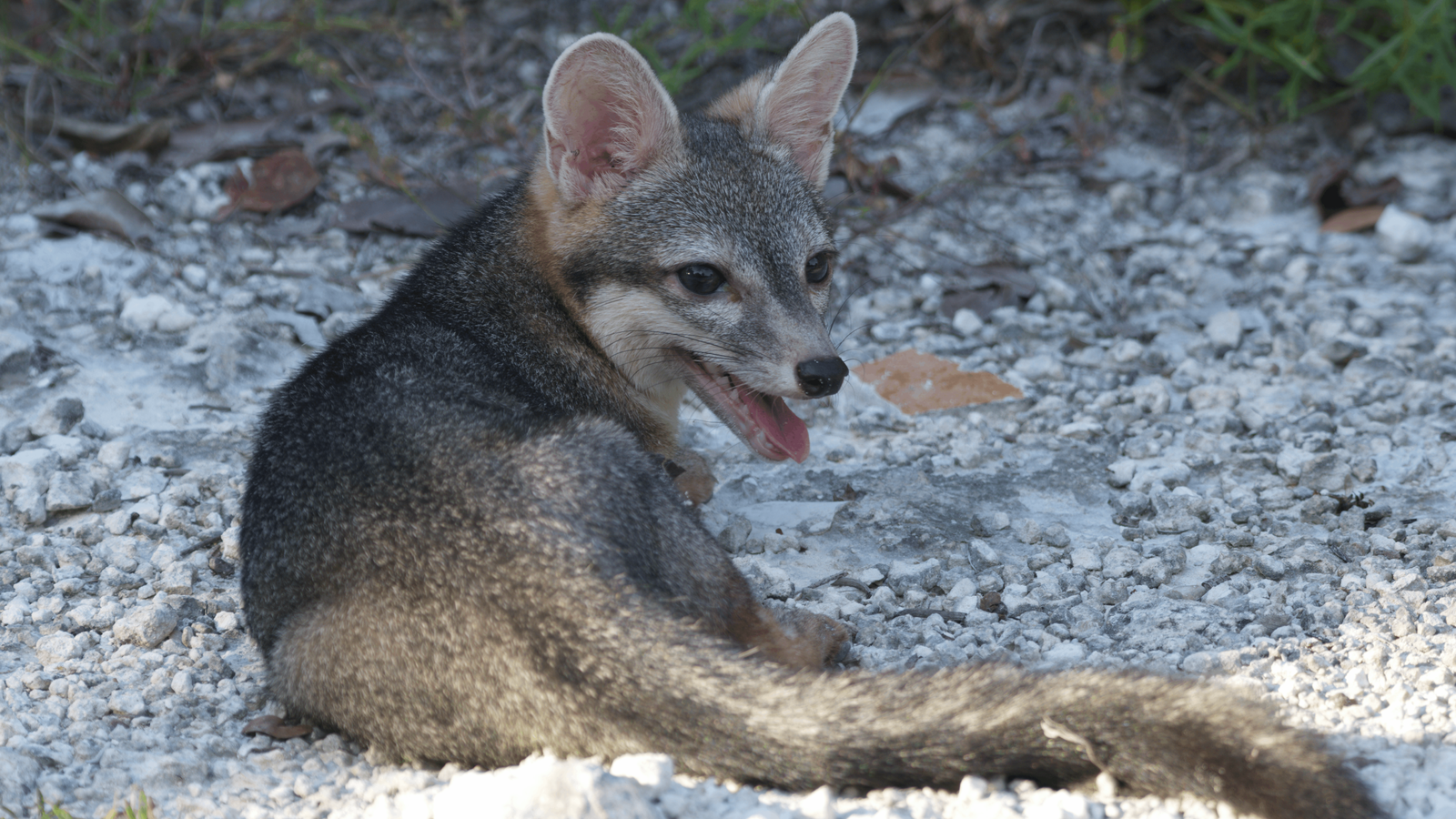 See the First-Ever Photographs of Cozumel’s Elusive Dwarf Fox, One of the Rarest Canids in the World