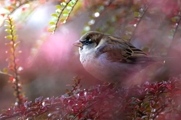 Amongst the foliage thumbnail