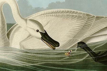 Trumpeter Swan, John James Audubon, 1838.