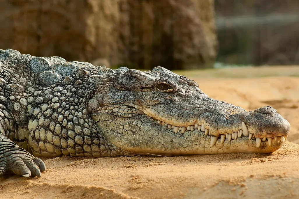 A crocodile lays in the sand 