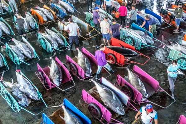 Tuna Harvest thumbnail