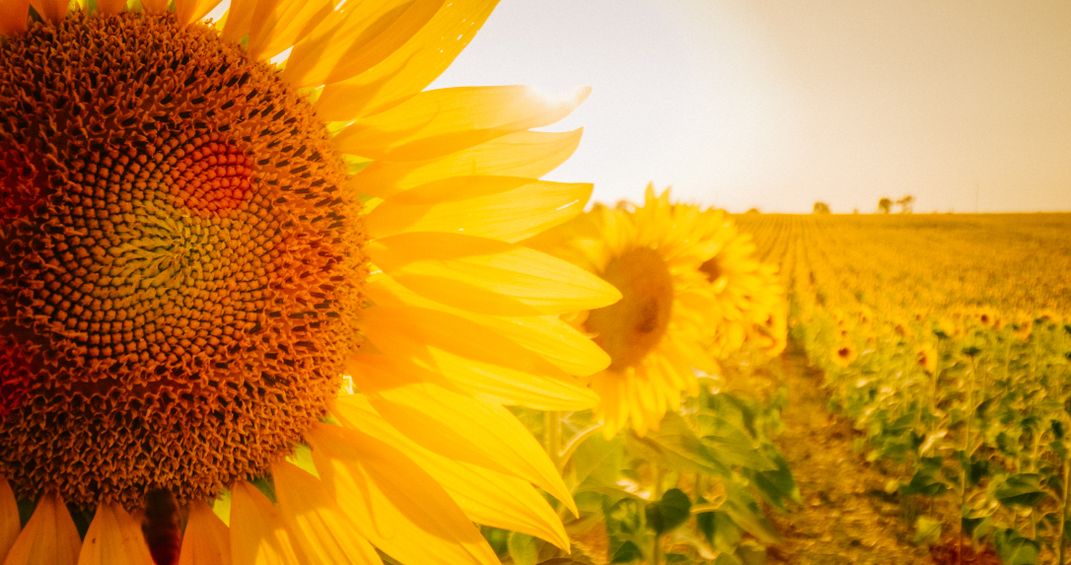 Sunflowers in Provence